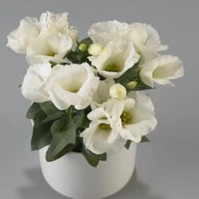 Eustoma Carmen Ivory - Eustoma grandiflorum - semena - 12 ks