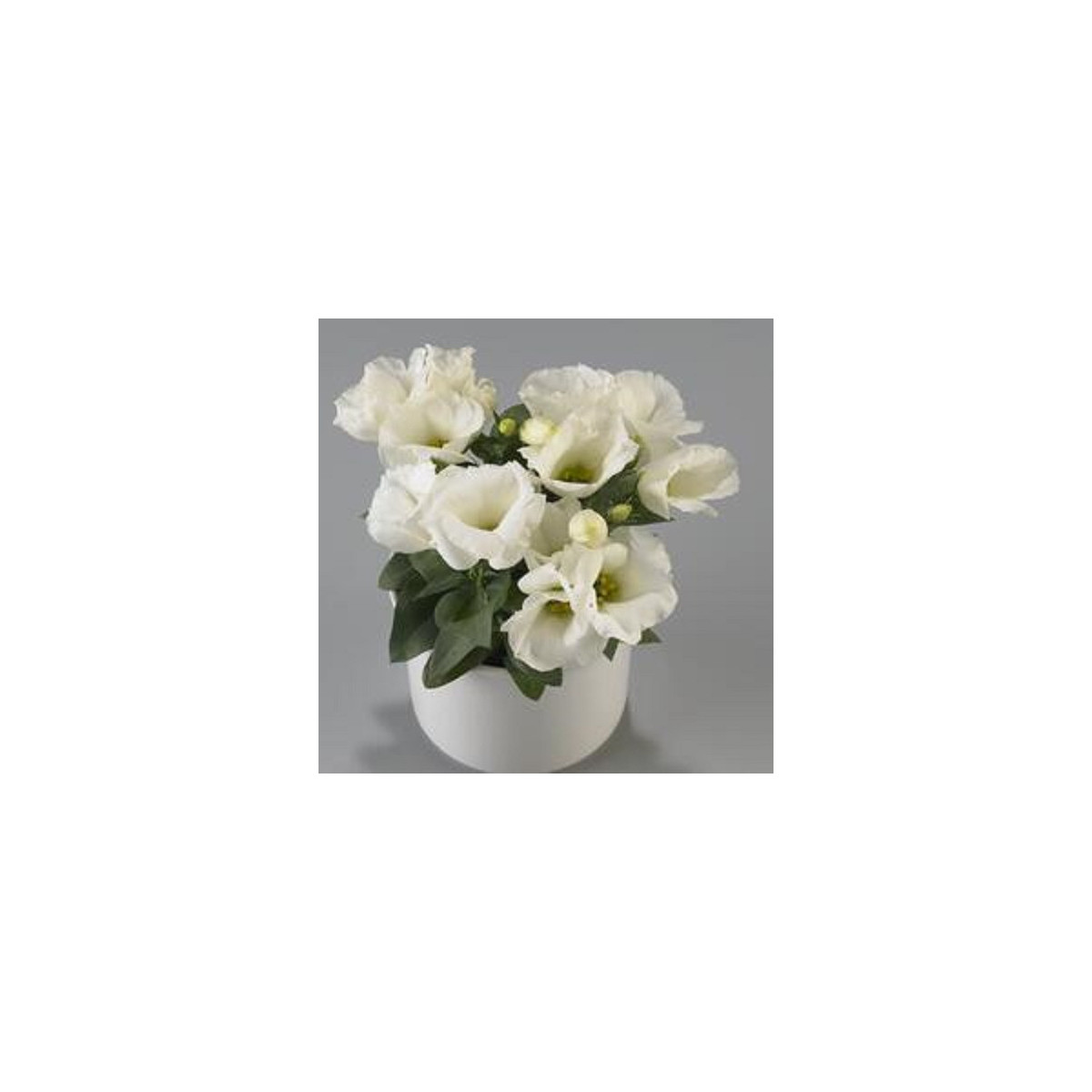 Eustoma Carmen Ivory - Eustoma grandiflorum - semena - 12 ks