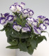 Eustoma Blue Rim F1 - Eustoma grandiflorum - semena - 12 ks