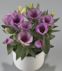 Eustoma Lilac F1 - Eustoma grandiflorum - semena - 12 ks
