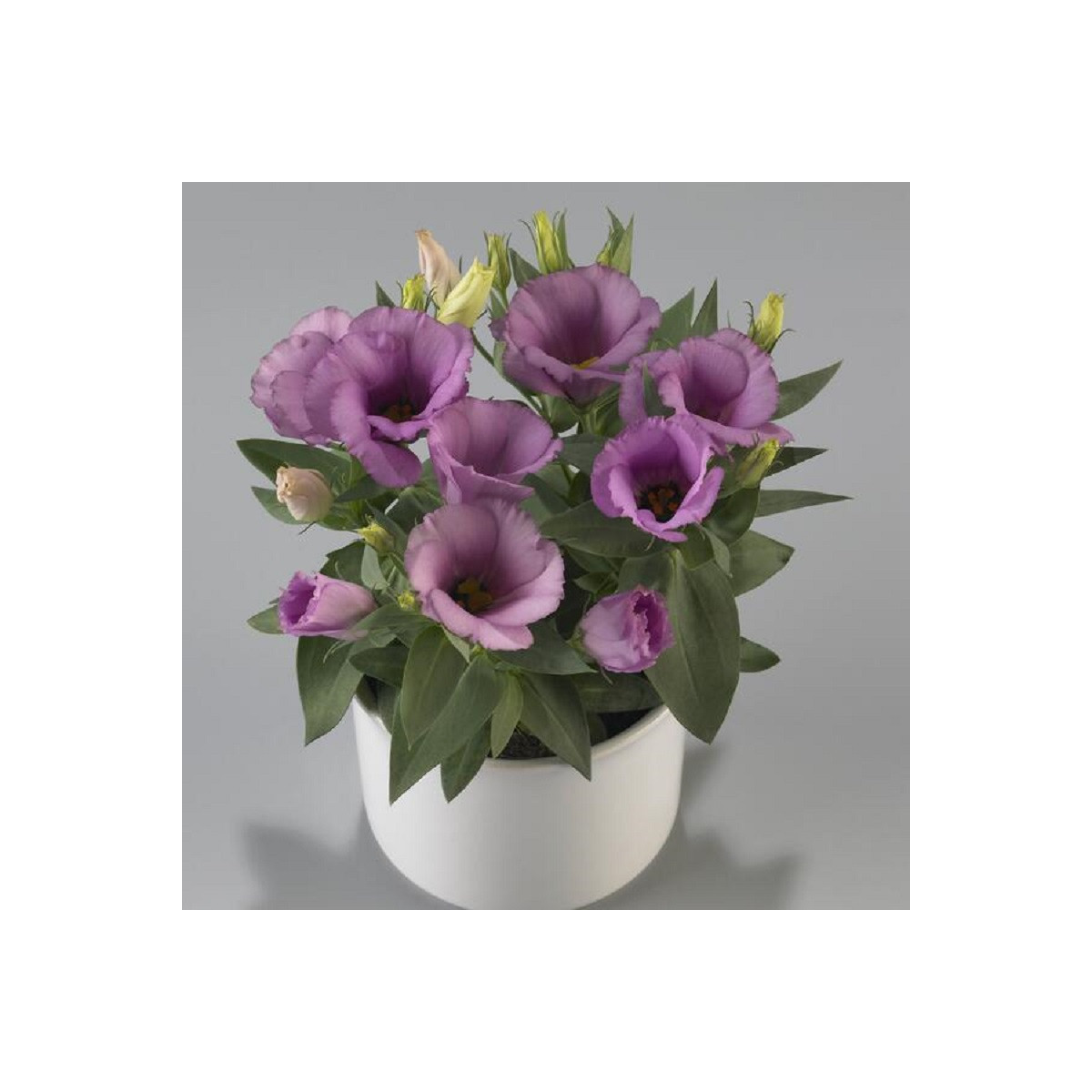 Eustoma Lilac F1 - Eustoma grandiflorum - semena - 12 ks