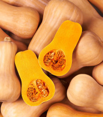 Dýně máslová Bush Butternut - Cucurbita moschata - semena - 6 ks