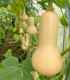 Dýně máslová Bush Butternut - Cucurbita moschata - semena - 6 ks
