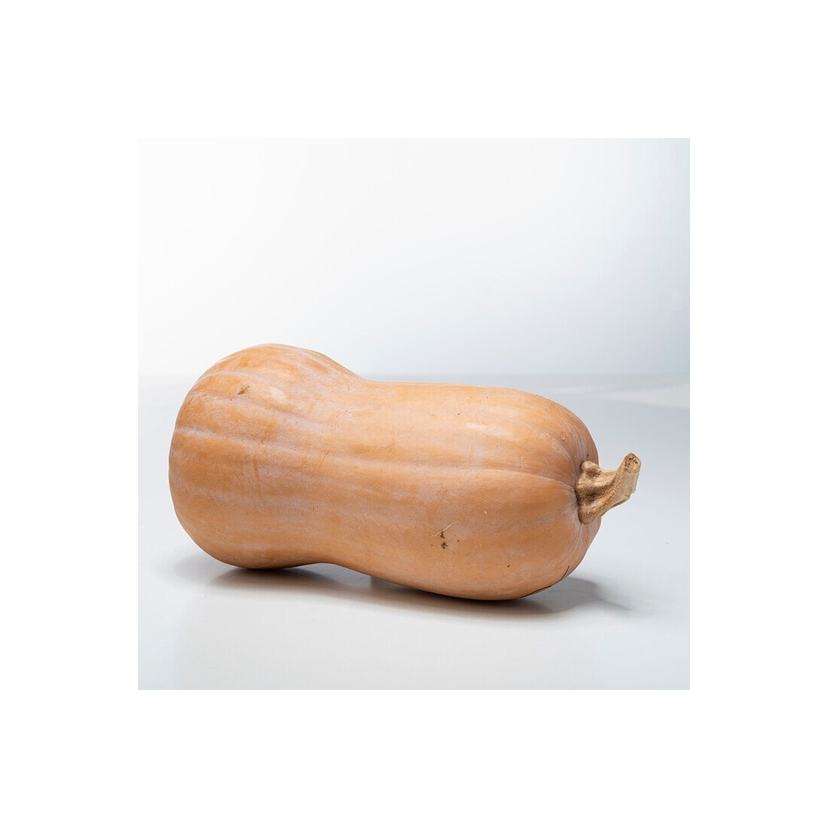 Dýně máslová Butterfly F1 - Cucurbita moschata - semena - 6 ks