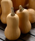 Dýně máslová Butterbaby F1 PMT - Cucurbita moschata - semena - 6 ks