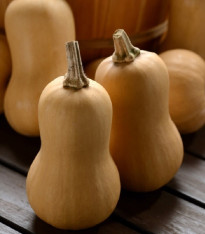 Dýně máslová Butterbaby F1 PMT - Cucurbita moschata - semena - 6 ks