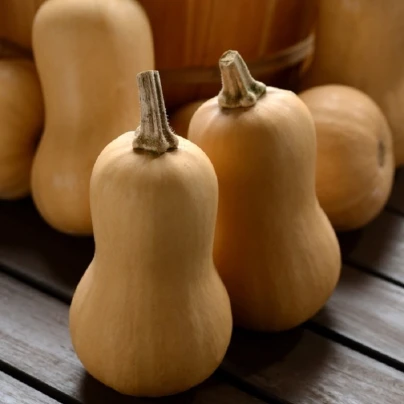 Dýně máslová Butterbaby F1 PMT - Cucurbita moschata - semena - 6 ks