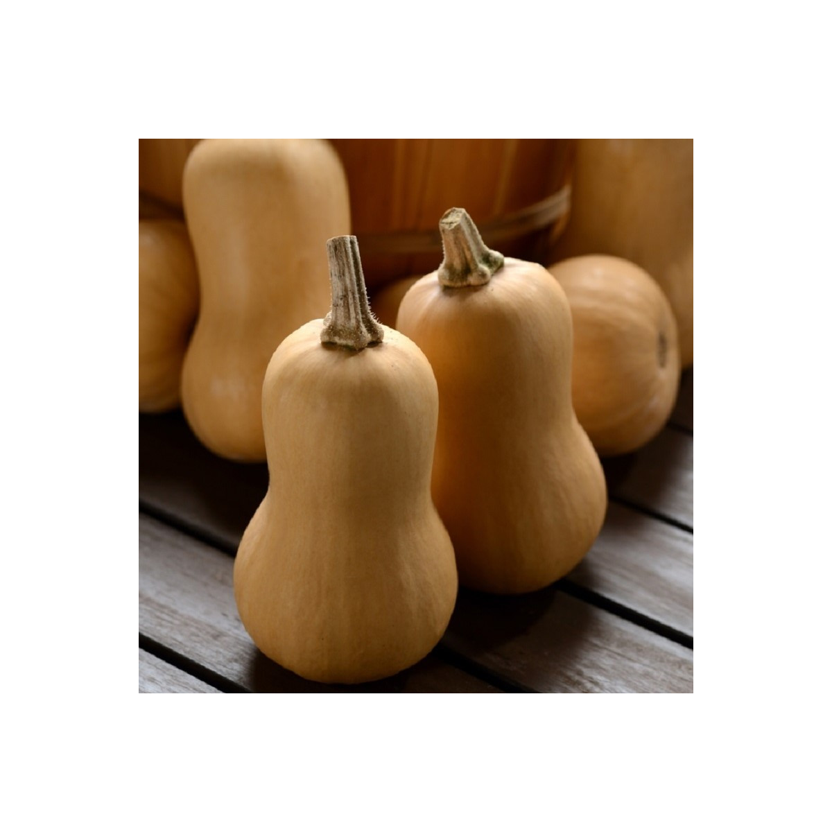 Dýně máslová Butterbaby F1 PMT - Cucurbita moschata - semena - 6 ks