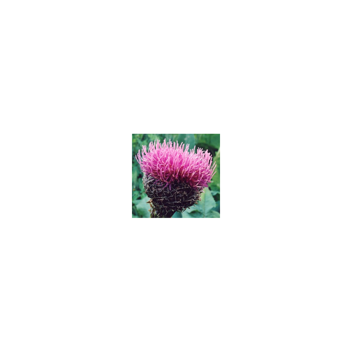 Maralí kořen - Leuzea carthamoides - semena - 1,5 g