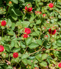 Jahodka indická Tutti Frutti - Duchesnea indica - semena - 15 ks