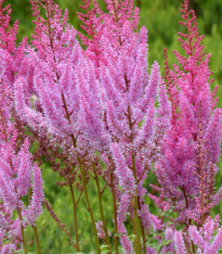 Čechrava čínská růžová - Astilbe chinensis var. pumila - semena - 10 ks