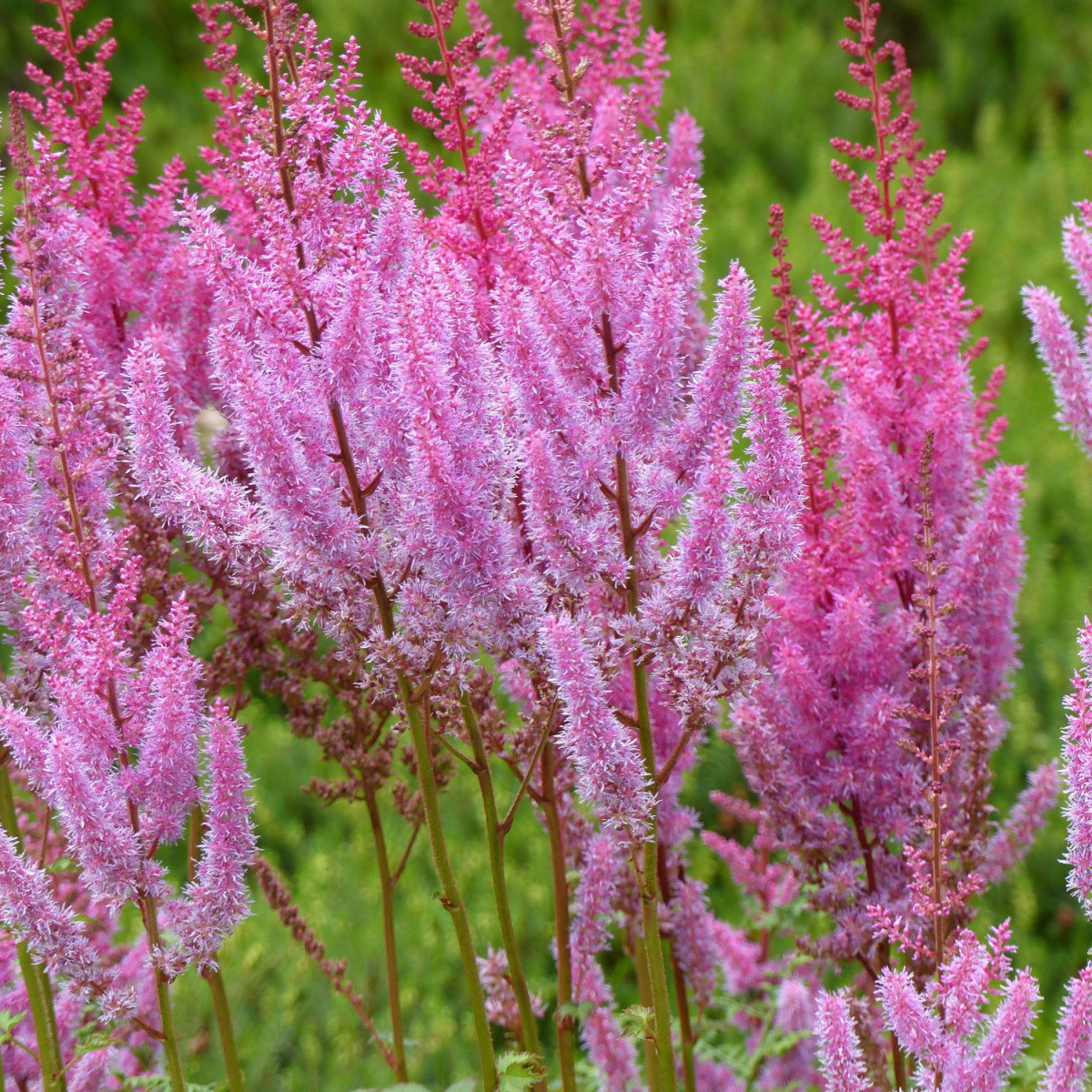 Čechrava čínská růžová - Astilbe chinensis var. pumila - semena - 10 ks