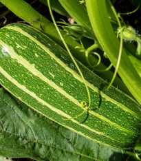 Cuketa Bush Baby F1 Marrow - Cucurbita pepo - semena - 6 ks