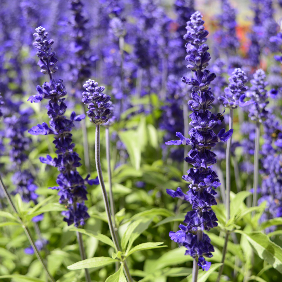 Šalvěj hajní Westfriesland - Salvia nemorosa - semena - 20 ks