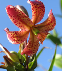 Lilie Martagon Manitoba - Lilium - cibuloviny - 1 ks