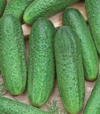 Okurka Profi F1 - Cucumis sativus - semena - 15 ks