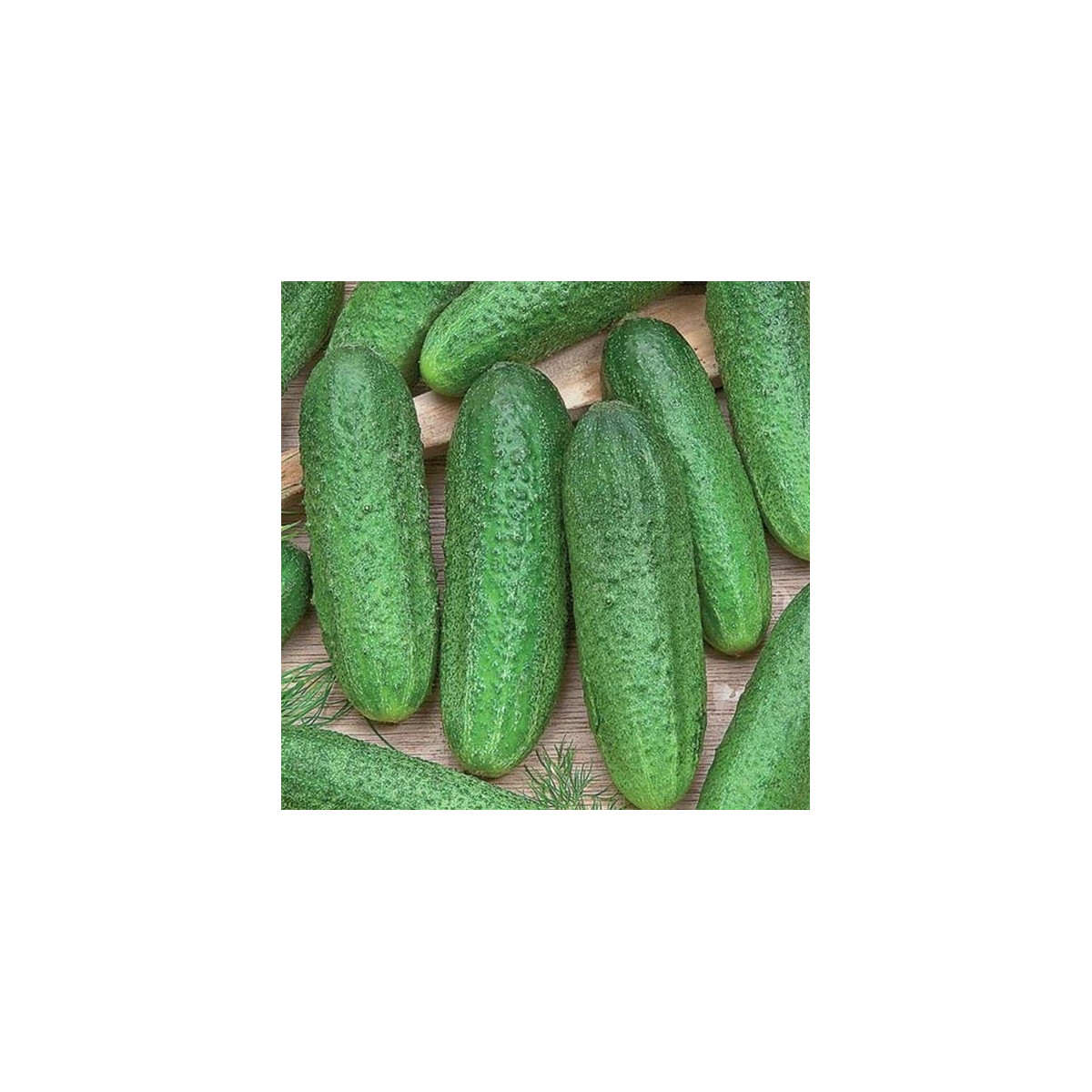 Okurka Profi F1 - Cucumis sativus - semena - 15 ks