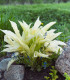 Funkie - Bohyška - Hosta White Feather - cibuloviny - 1 ks