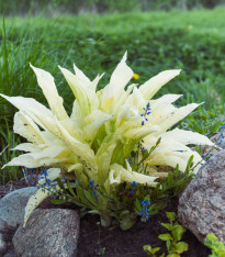 Funkie - Bohyška - Hosta White Feather - cibuloviny - 1 ks
