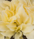 Funkie - Bohyška - Hosta White Feather - cibuloviny - 1 ks