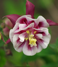 Orlíček Winky Red White Double - Aquilegia - prostokořenné sazenice - 1 ks