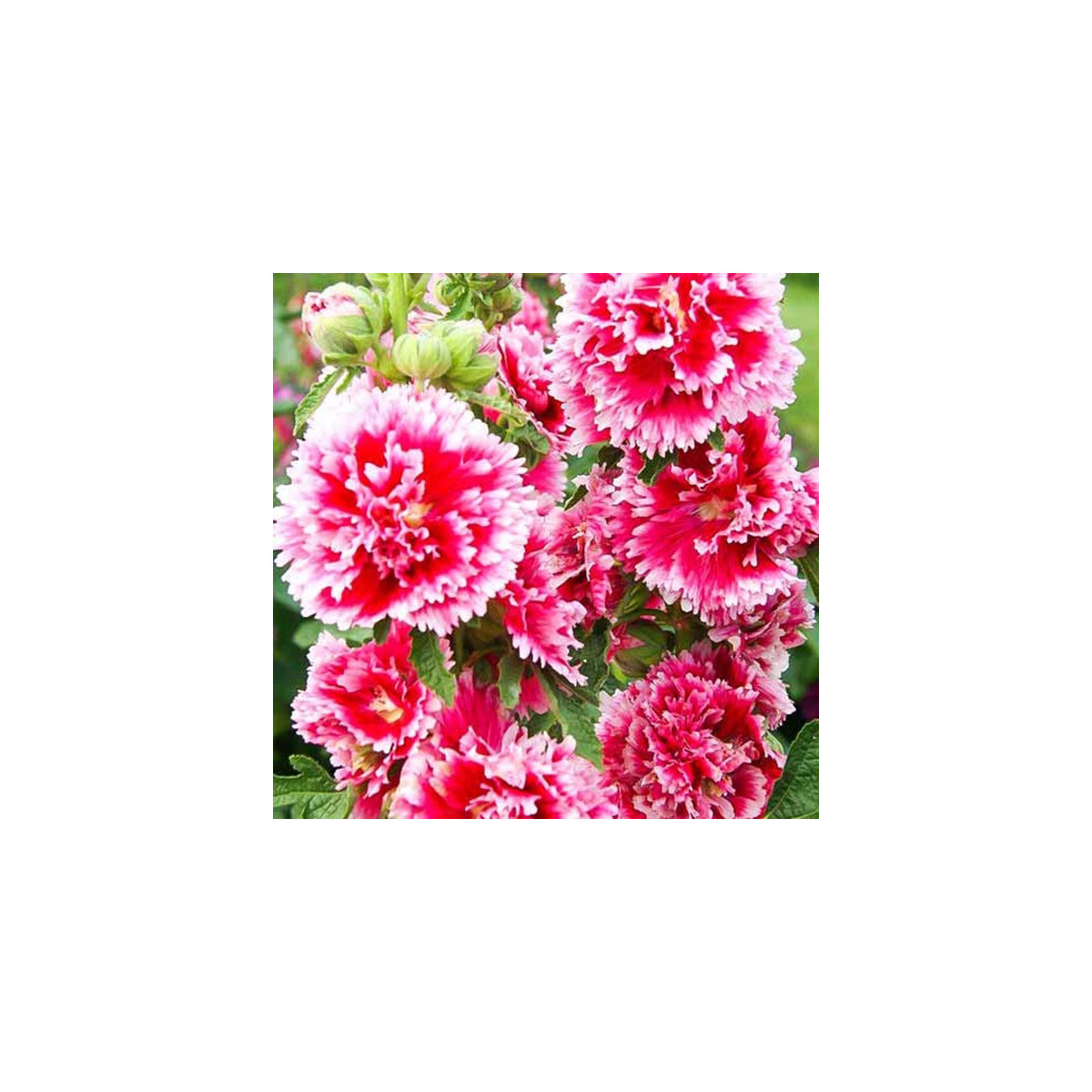 Topolovka Fiesta Time - Alcea - prostokořenné sazenice - 1 ks