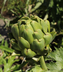 BIO Artyčok Imperial - Cynara cardunculus - bio semena - 10 ks