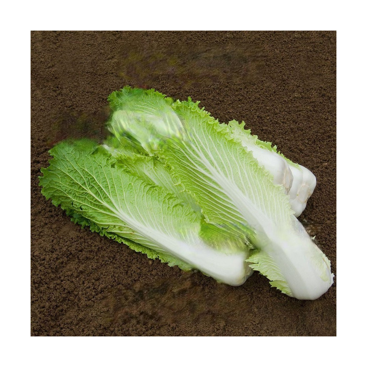 BIO pekingské zelí Granat - Brassica rapa pekinensis - bio semena - 100 ks