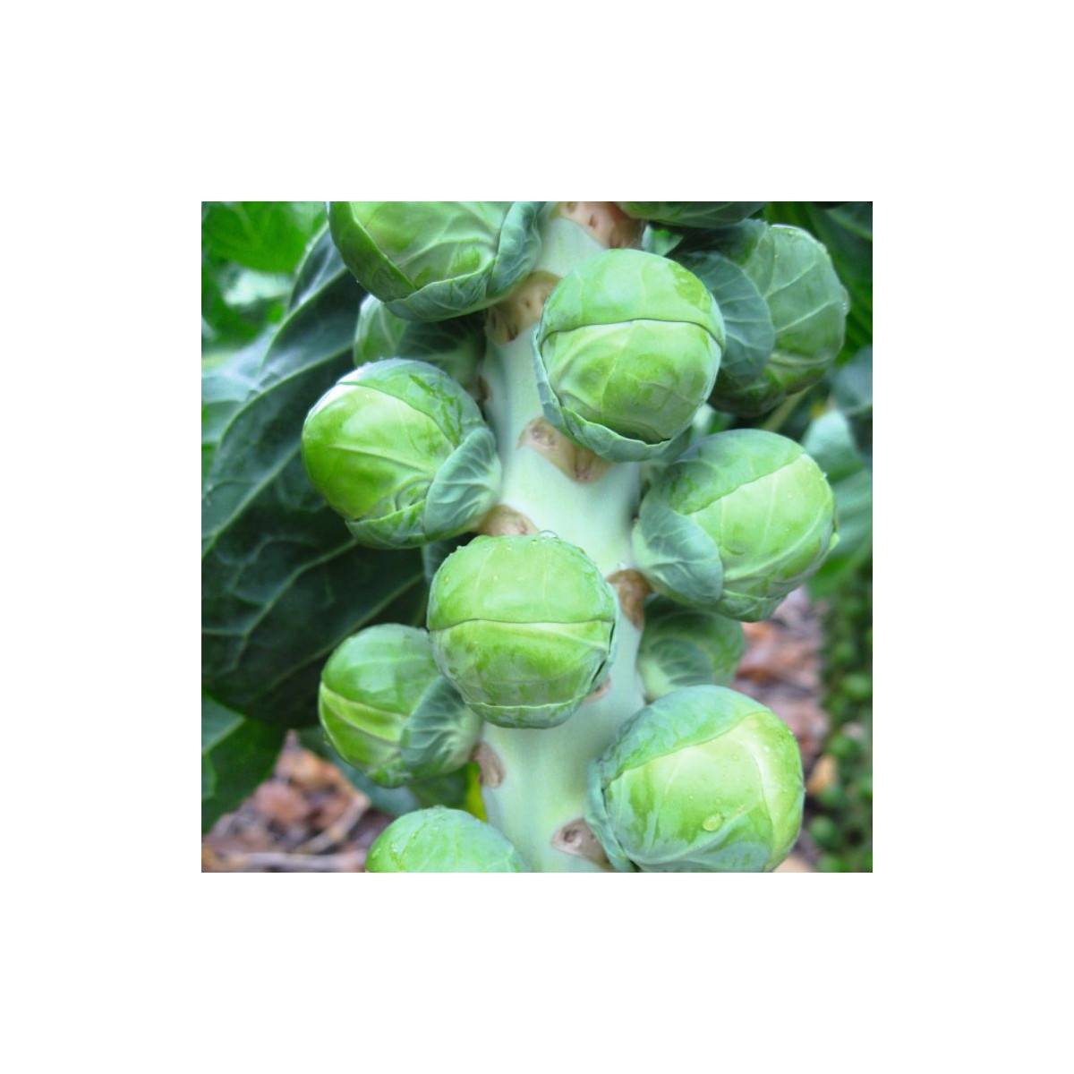 BIO Kapusta růžičková Neptuno F1 - Brassica oleracea var. gemmifera - bio semena - 20 ks