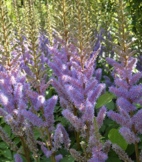 Čechrava Pumila - Astilbe - cibuloviny - 1 ks
