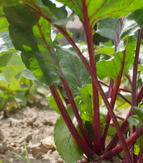 Rebarbora Holsteiner Blut - Rheum rhabarbarum - prostokořenné sazenice - 1 ks