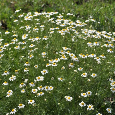BIO Heřmánek pravý - Matricaria recutita - bio semena - 600 ks
