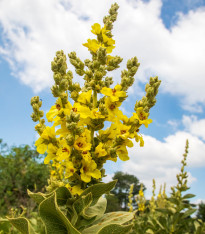 BIO Divizna velkokvětá - Verbascum densiflorum - bio semena - 300 ks