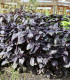BIO Bazalka pravá červená - Ocimum basilicum - bio semena - 100 ks