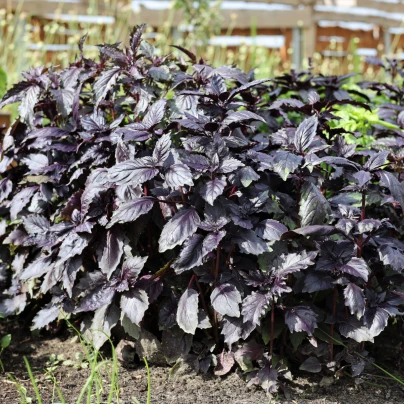 BIO Bazalka pravá červená - Ocimum basilicum - bio semena - 100 ks