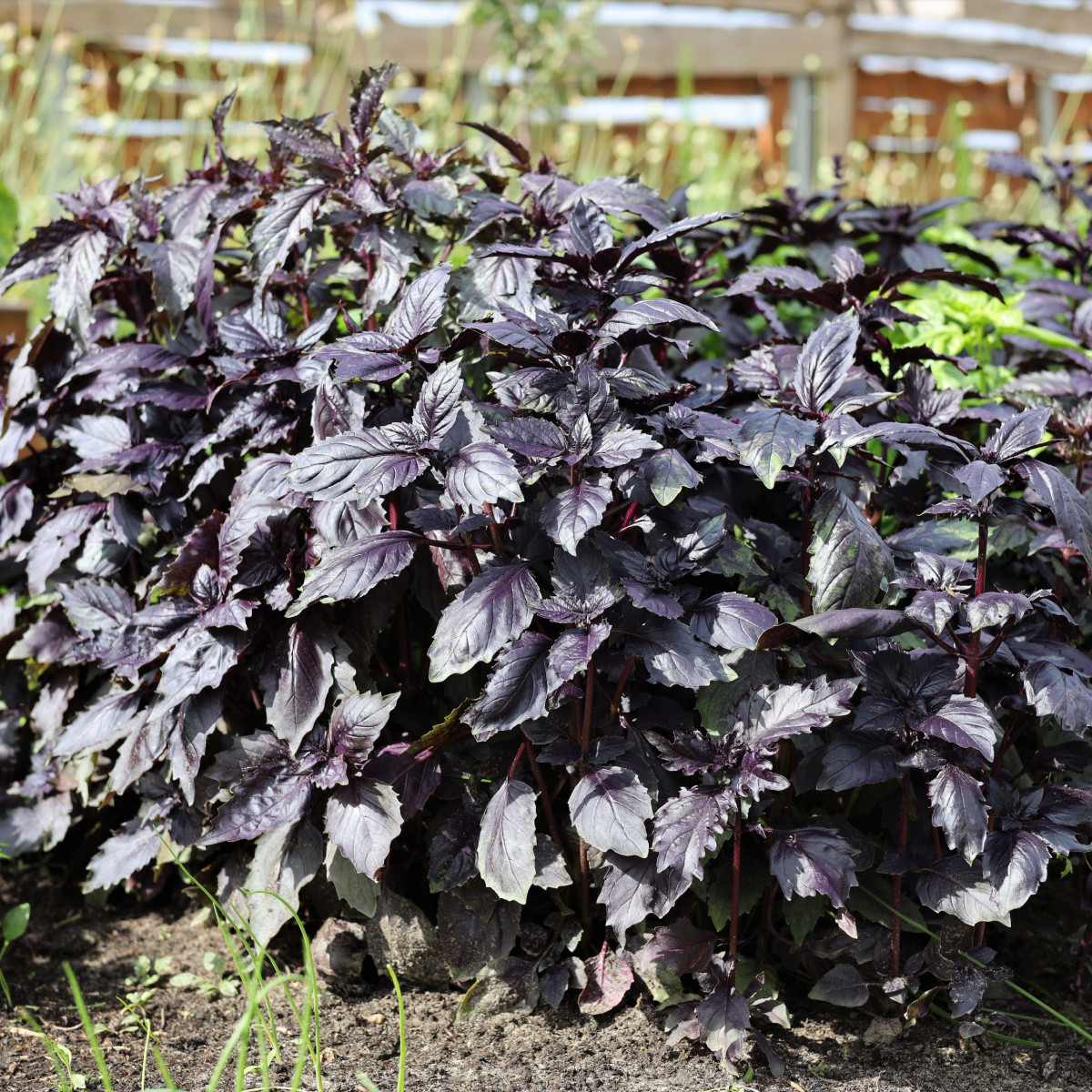 BIO Bazalka pravá červená - Ocimum basilicum - bio semena - 100 ks