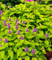 BIO Agastache fenyklová - Agastache foeniculum - bio semena - 100 ks