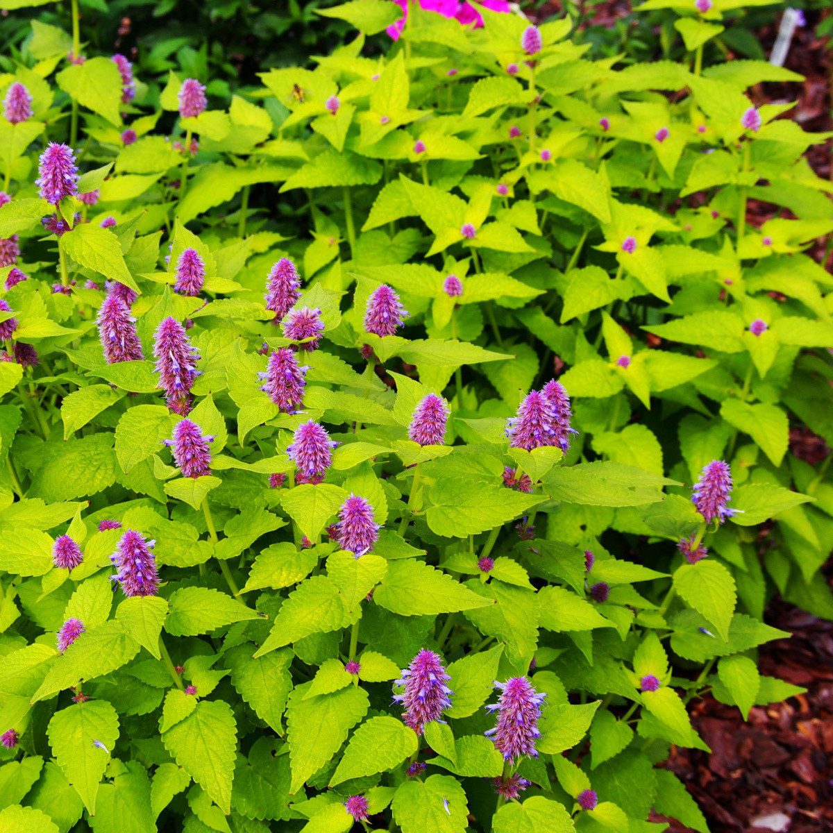BIO Agastache fenyklová - Agastache foeniculum - bio semena - 100 ks
