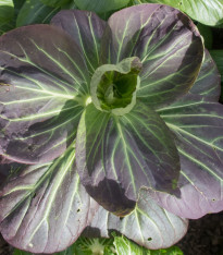 Pak Choi Baraku F1 - Brassica rapa chinensis - semena - 50 ks