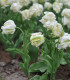 Tulipán White Parrot - Tulipa parrot - cibuloviny - 3 ks