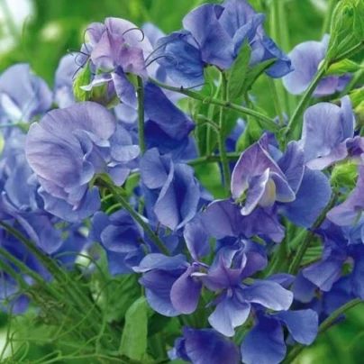 Hrachor vonný královský modrý - Lathyrus odoratus - semena - 20 ks