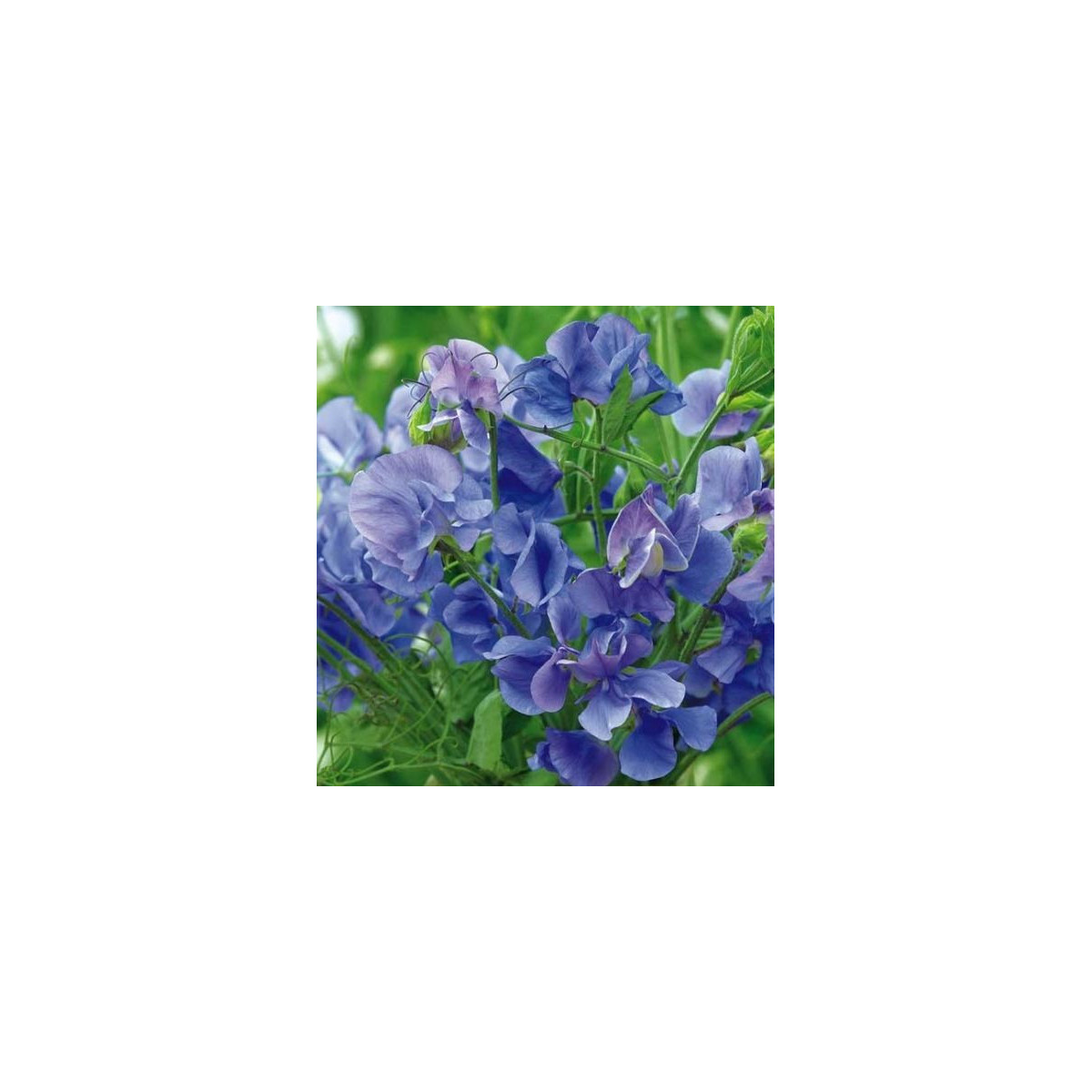 Hrachor vonný královský modrý - Lathyrus odoratus - semena - 20 ks