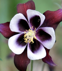 Orlíček William Guiness - Aquilegia - prostokořenné sazenice - 1 ks