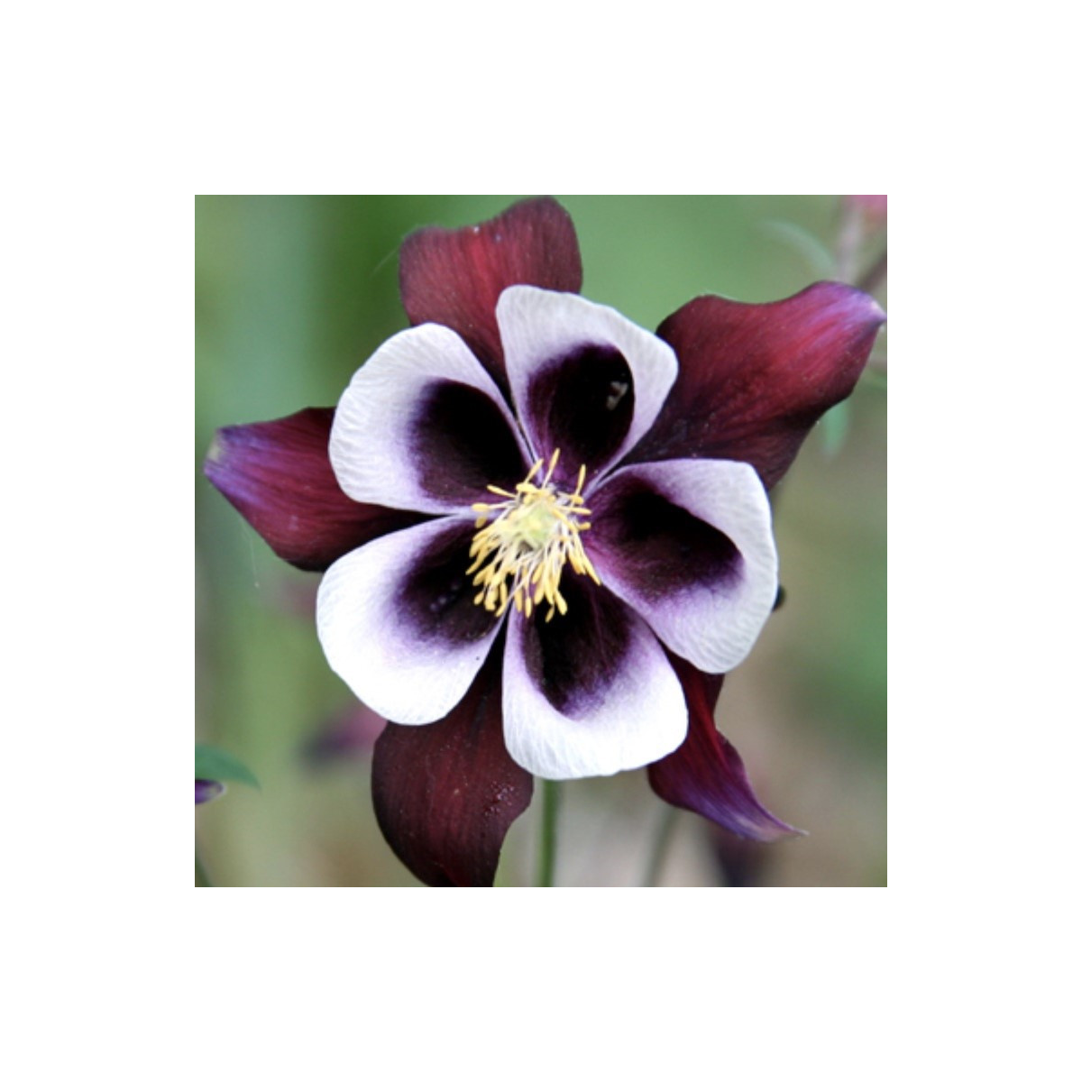 Orlíček William Guiness - Aquilegia - prostokořenné sazenice - 1 ks
