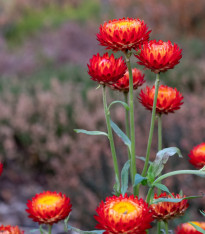 Slaměnka Scarlet - Helichrysum bracteatum - semena - 500 ks