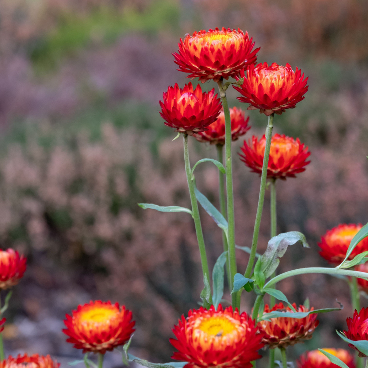 Slaměnka Scarlet - Helichrysum bracteatum - semena - 500 ks