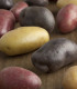 Sadbové brambory - 4 druhy - Solanum tuberosum - 12 ks