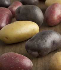 Sadbové brambory - 4 druhy - Solanum tuberosum - 12 ks