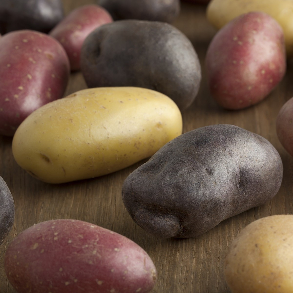 Sadbové brambory - 4 druhy - Solanum tuberosum - 12 ks