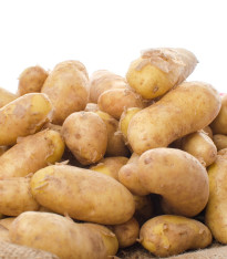 Sadbové brambory Ratte - Solanum tuberosum - 5 ks